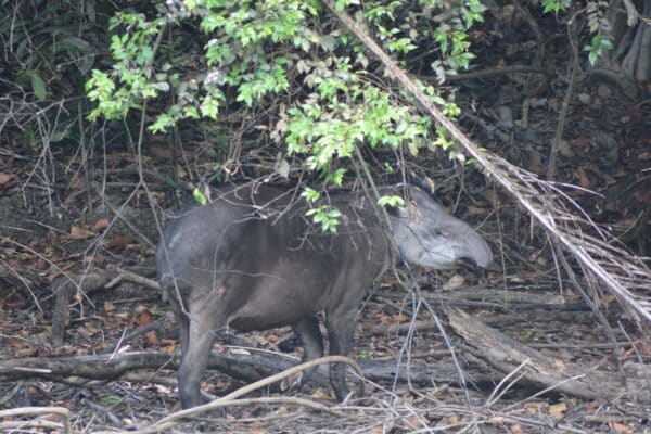 Tapir in the Rainforest of Guyana