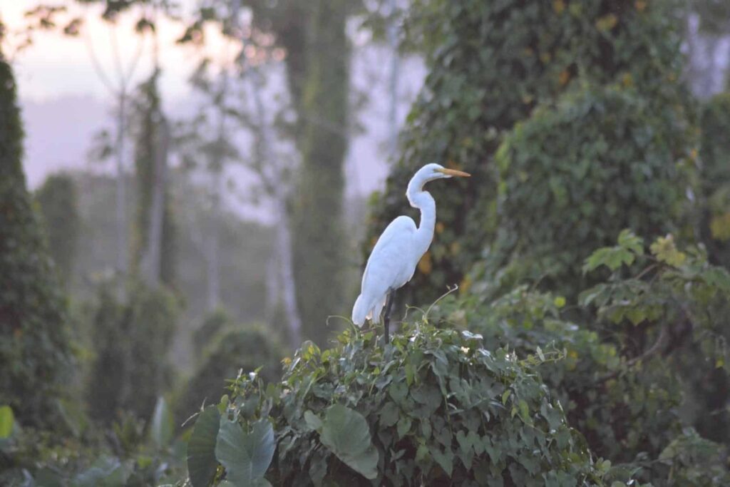 Heron resting in tree top in Guyana