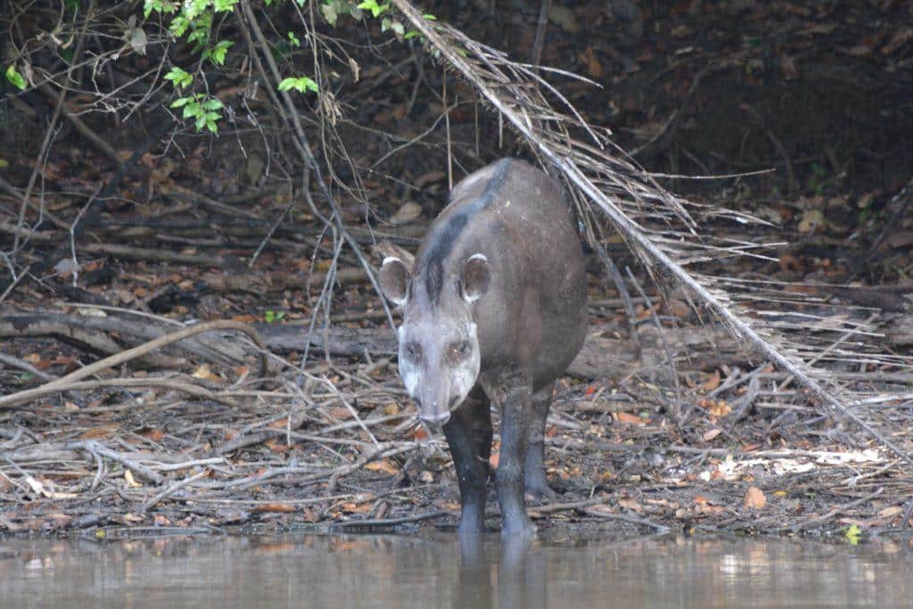 Tapir in the rainforest of Guyana