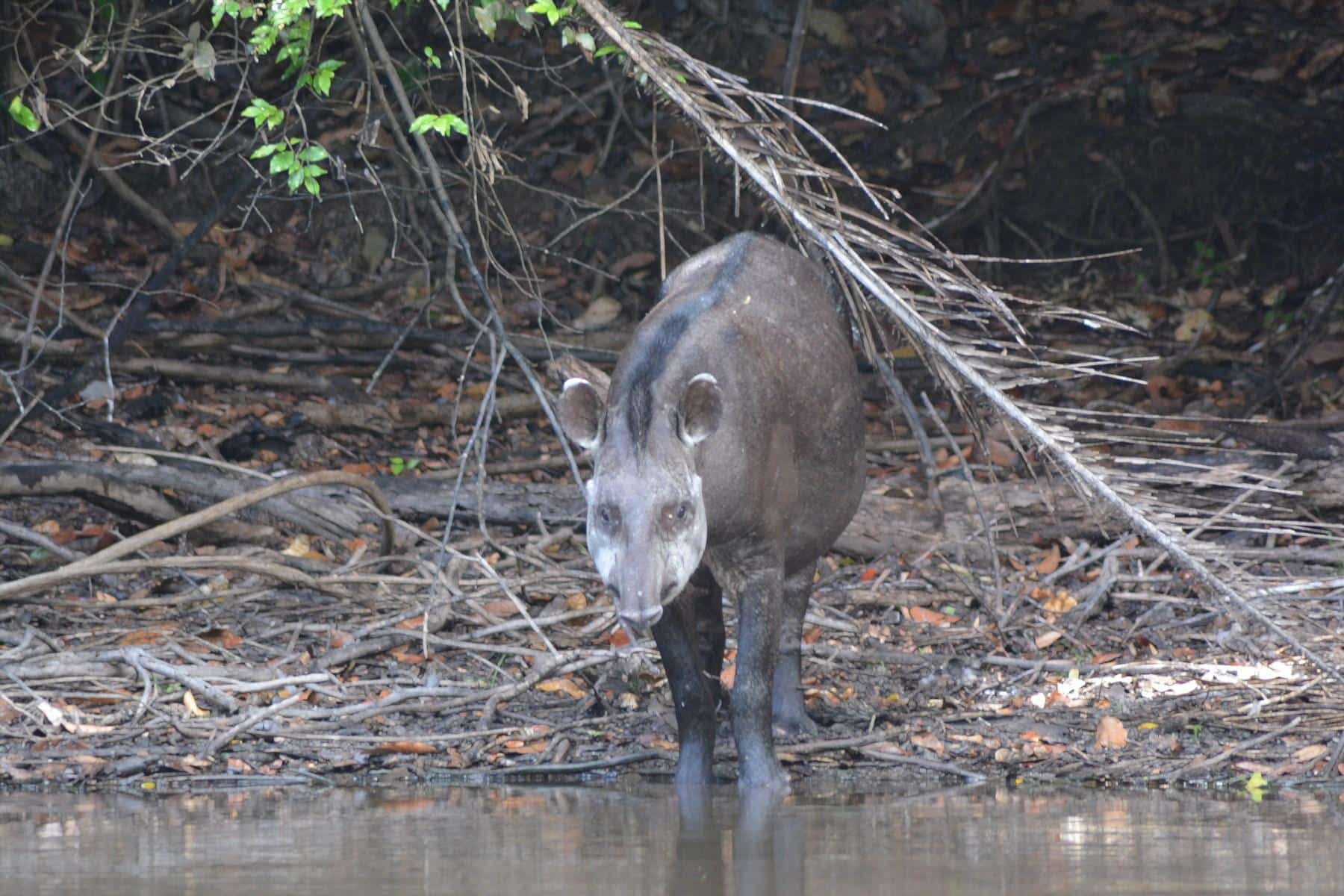 5 Weird and Wonderful Rainforest Animals | The Wildtales Inc.