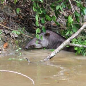 tapir in river in guyana