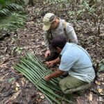 Making a palm leaf rucksack in the jungle in Guyana