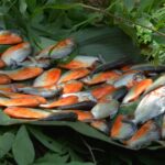 Red belly Piranha in Guyana - Extreme jungle survival course The wild tales