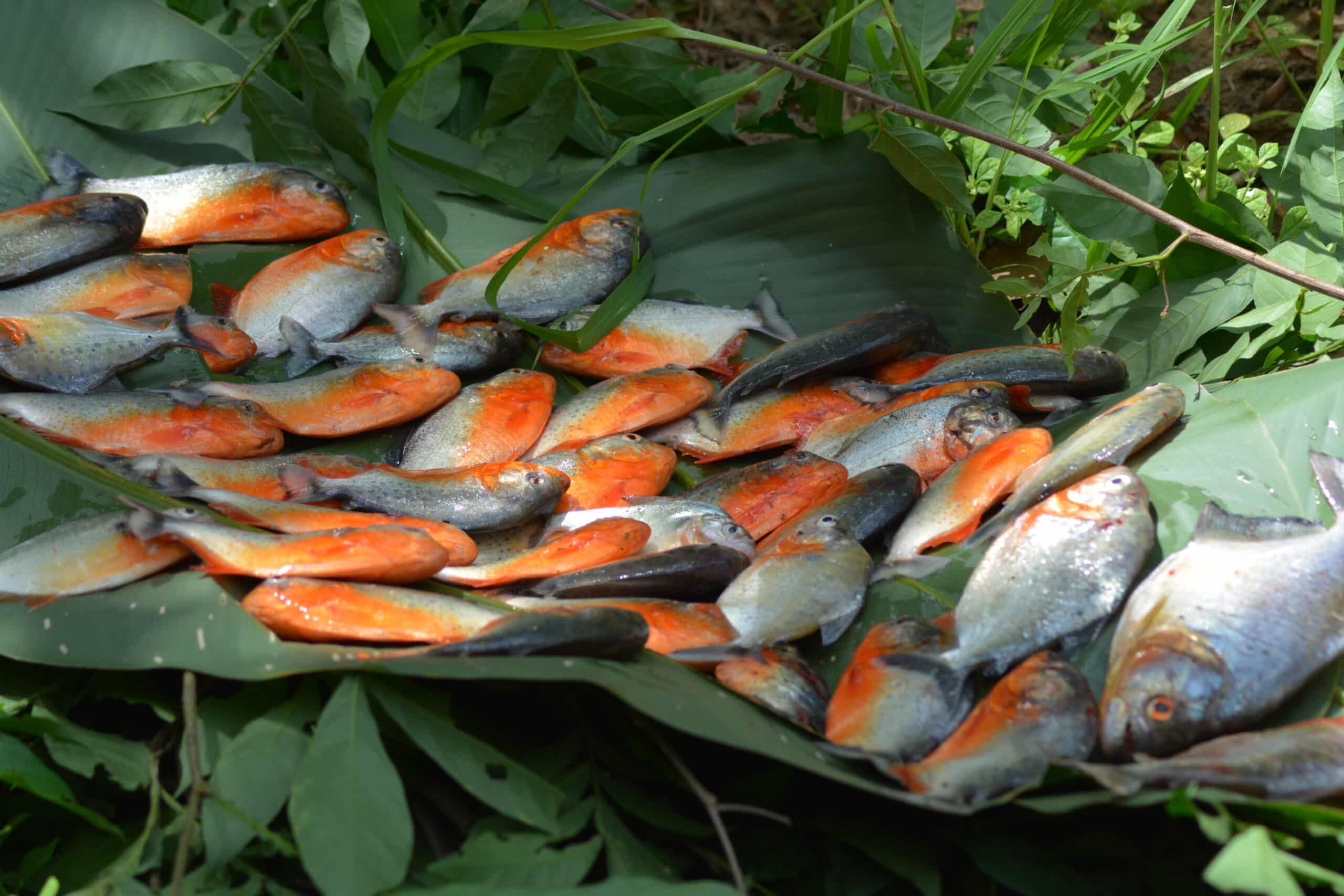Red belly Piranha in Guyana - Extreme jungle survival course The wild tales