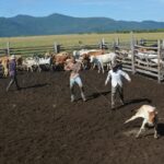 Lasso cattle in Guyana - Ranch and jungle expedition The wild tales