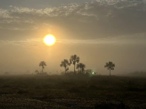 The sun rises over a misty savannah dotted with palm trees in Guyana, creating a tranquil atmosphere."