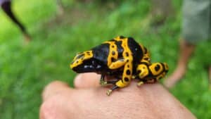 Yellow banded posion dart frog under wildlife tours in Guyana