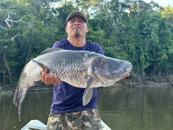 Big wolf fish caught on the Wai Wai remote tribe expedition in Guyana