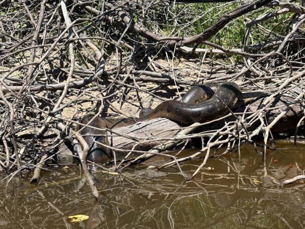 Giant Anaconda spotted on the river on the wai wai remote tribe expedition