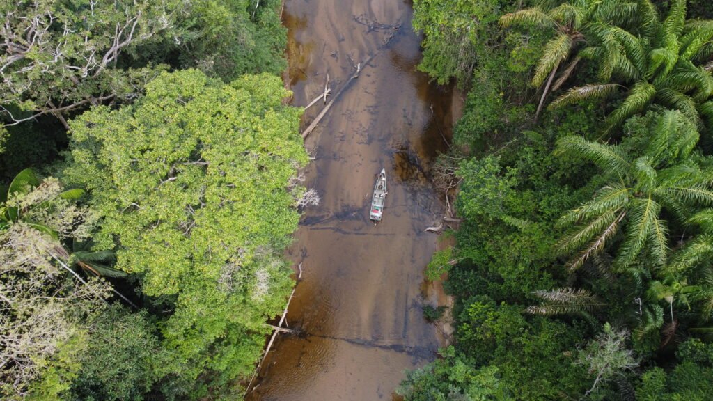 Savannah & Jungle Wildlife Rupununi